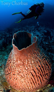 VERY Large Barrel Sponge. Nudi Rock, Raja Ampat by Tony Cherbas 